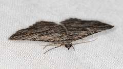 Chrysolarentia severata