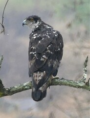 Aquila spilogaster