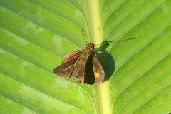 Corticea lysias
