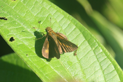 Corticea lysias