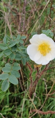 Rosa spinosissima