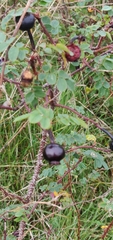 Rosa spinosissima