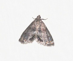 Paracataclysta fuscalis