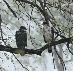 Aquila spilogaster