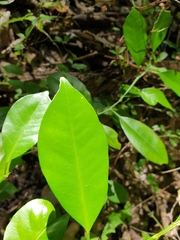 Citrus
