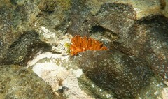 Phlyctenanthus australis