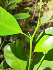 Citrus