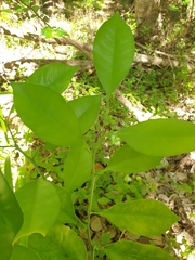 Citrus