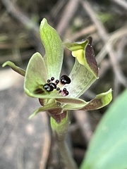 Chiloglottis gunnii