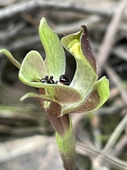 Chiloglottis gunnii