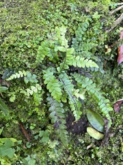 Blechnum membranaceum