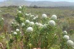 Leucadendron linifolium