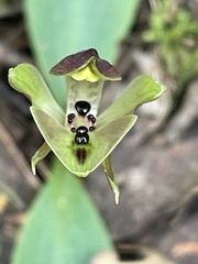 Chiloglottis gunnii