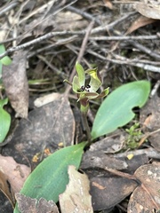 Chiloglottis gunnii