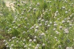 Leucadendron linifolium