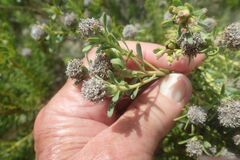 Leucadendron linifolium