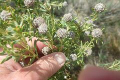 Leucadendron linifolium