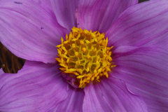 Dahlia sherffii