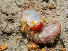 Pericoptus truncatus