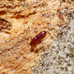 Macrorhyncolus littoralis