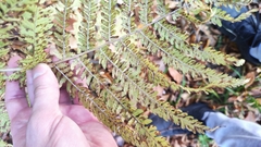 Pteridium pinetorum
