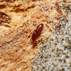 Macrorhyncolus littoralis