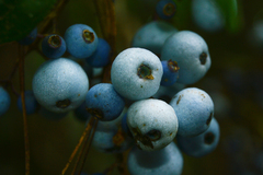 Sambucus cerulea