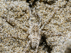 Anoteropsis litoralis