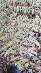 Pteridium pinetorum