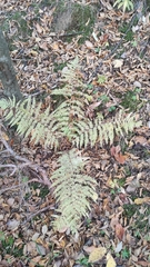Pteridium pinetorum
