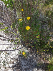 Lampranthus bicolor
