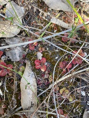 Drosera tubaestylis