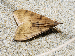 Uresiphita