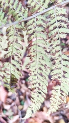 Pteridium pinetorum