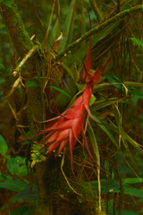 Tillandsia violacea
