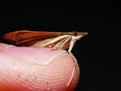 Uresiphita