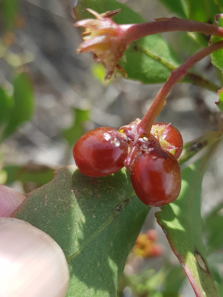 Bitou Flower Bietou from Kleinmond, 7195, South Africa on October 29, 2022 at 10:03 ...