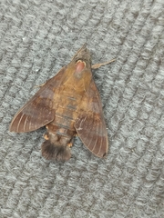 Macroglossum divergens