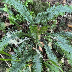 Blechnum chambersii