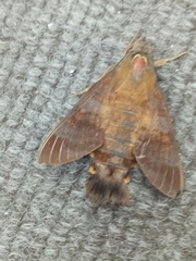 Macroglossum divergens