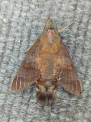 Macroglossum divergens