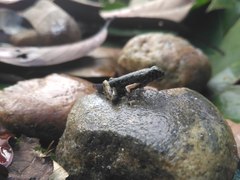 Leptobrachella gracilis