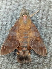 Macroglossum divergens
