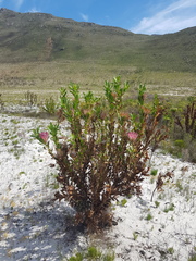 Protea compacta