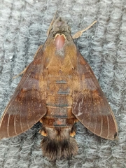 Macroglossum divergens