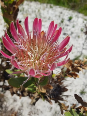Protea compacta