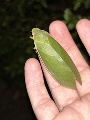Cystosoma saundersii