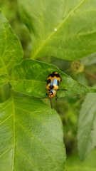 Phyllocharis undulata