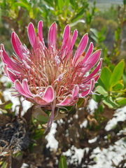 Protea compacta