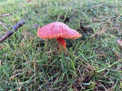 Hygrocybe coccinea